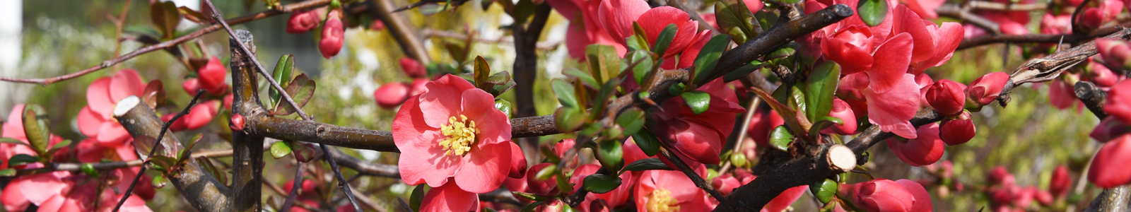 Rote Blüten an einem Ast ©Dr. Köhler